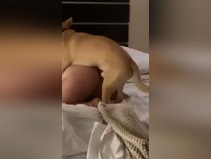 Tiersex-Genuss in Hochdefinition