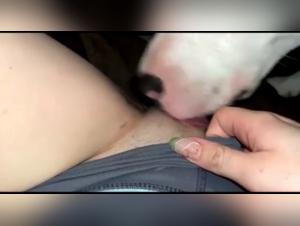 Bestiality video: submissive woman and dog