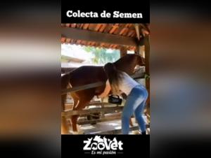 Veterinarian and horse: an unexpected encounter