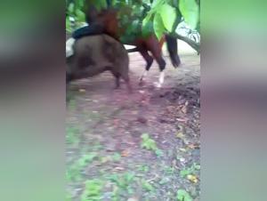 Bestiality: Horse and sow in an intense relationship