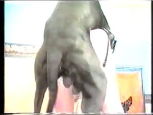 Blonde woman and dog in a hard bestiality scene