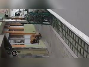 Woman and dog: a beastly encounter in the street