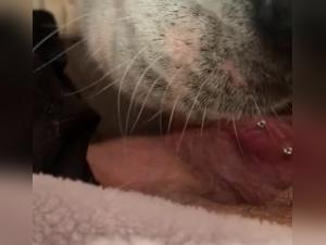 Chien léchant une chatte poilue - Vidéo de zoophilie