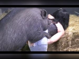 Lisa and the wild boar: an intense bestiality video