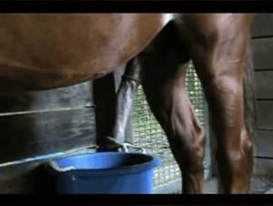 Bestiality Video: Virile Horse and Passionate Woman