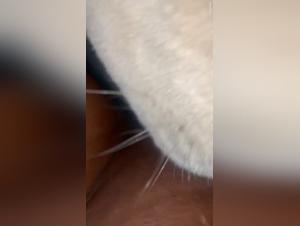 Bullying my dog, Artofzoo hd - Animalxxx : A crazy and sexy video