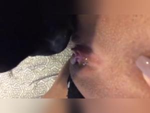 Dog licks wet pussy with passion