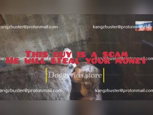 Forbidden Experience: Bestiality with a Four-Legged Companion