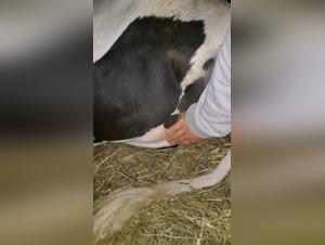 delving into the dark realm of animal pornography