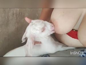 Sex video with goat and her cub: an intense bestial experience