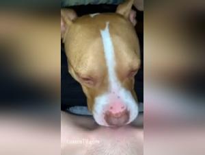 Bestiality sex with a horny dog