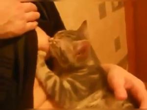 Zoophilia Video: Lucky Cat Gets Fucked By Dog