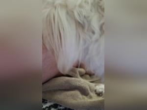 dog sex orgasme female