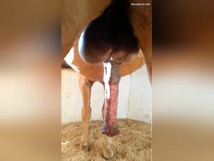Zoophilia video with a horse with an imposing tail