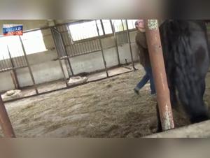 Forbidden Meeting: Woman and Horse