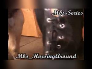 Bestiality: a woman, her dog and the dog owner!