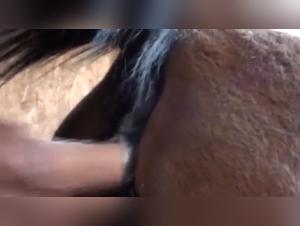 Forbidden meeting: woman and horse