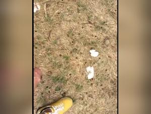 Exploring the Dark Side of Animalporn