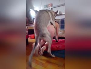 Submissive woman and her dog: an extreme zoophilia video