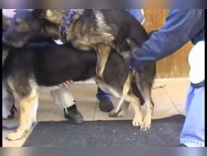 Collection of sex videos with a GSD