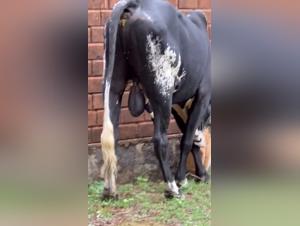 sex animal dog videos