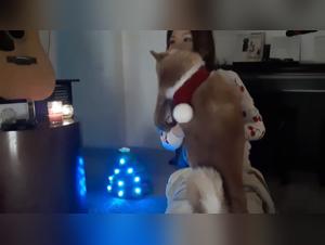 Die Bestialitat in den britischen Porno-Filmen erkunden