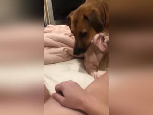 Bestiality: A teen and her dog