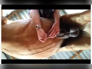 Bestiality video with a horse: discover hard and exciting scenes