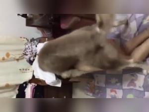 Video of Sex with a Dog