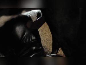 Dog Sex Video: An Extreme Experience