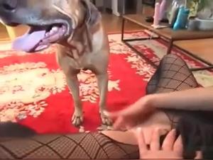 The Passion of Zoophilia Video Enthusiasts