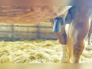 Video of Bestiality with an Excited Horse