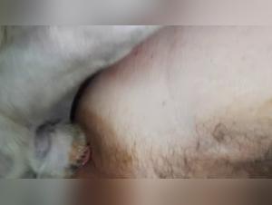 Canine bestiality: a man and his dog