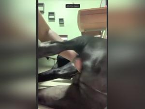 Un mojito follando un perro en la escuela zoologica, porno gratis extreme animales