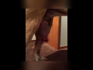 Submissive woman and her dog in a bestial relationship