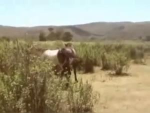 Horse Sex Videos - Extreme Bestiality