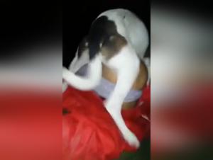 Woman and dog: a bestial and exciting relationship