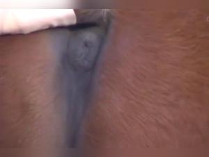 Bestial encounter: Man and mare