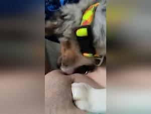 Hot Dog 24: An Exciting Dog Encounter