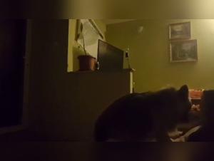 Teen Girl and Her Four-Legged Best Friend: An Extreme Zoophilia Video