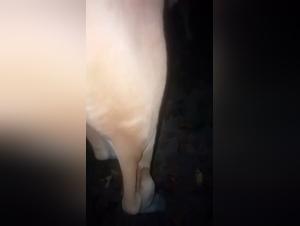 Cowboy und seine Kuh: Eine intensive bestialische Szene