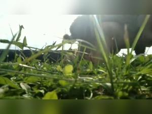 Sex with Dogs Videos: Dive into the World of Zoophilia