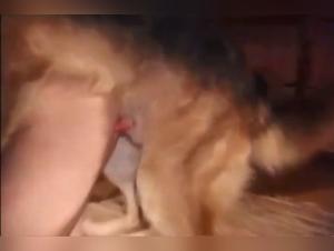 Tori e il suo cane, un'esperienza di sesso animale