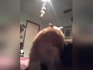 Woman and Dog: A Forbidden Meeting