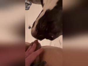 Forbidden Meeting: Woman and Dog