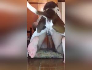 A very enterprising dog in a bestiality video