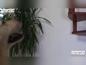 AoZ - Vixen - A Journey of Canine Submission 3: An Intense Bestiality Experience