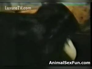 Bestiality Videos - Watch Full Dog Sex Movies