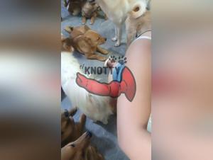 The Japanese Slut Cat That Revolutionizes the Movie