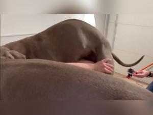  Lesbiana se bate con el perro y caballo: video exclusivo